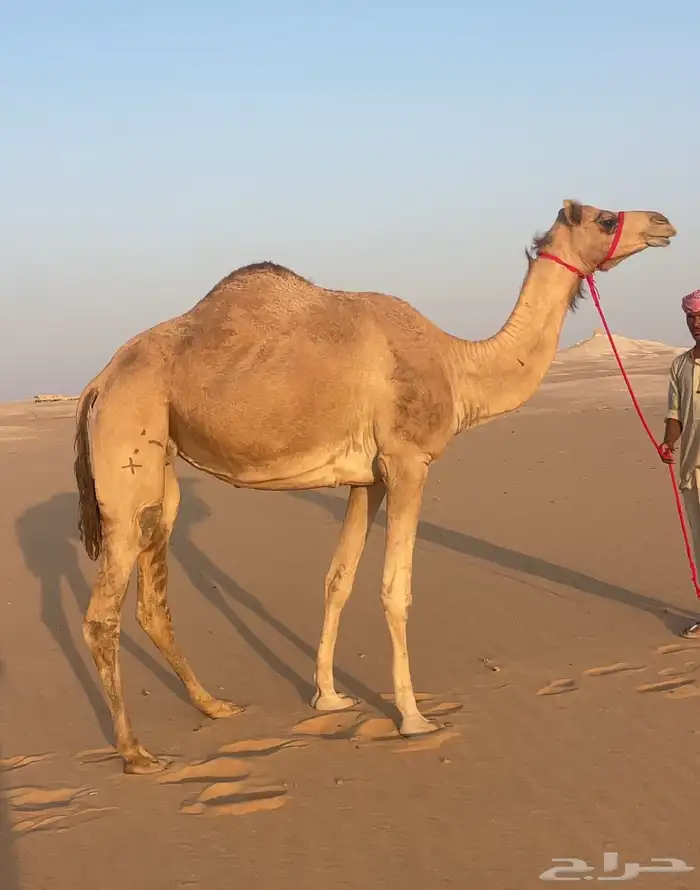من هجن الشيخ زايد وعليه وسم بني كتب 0