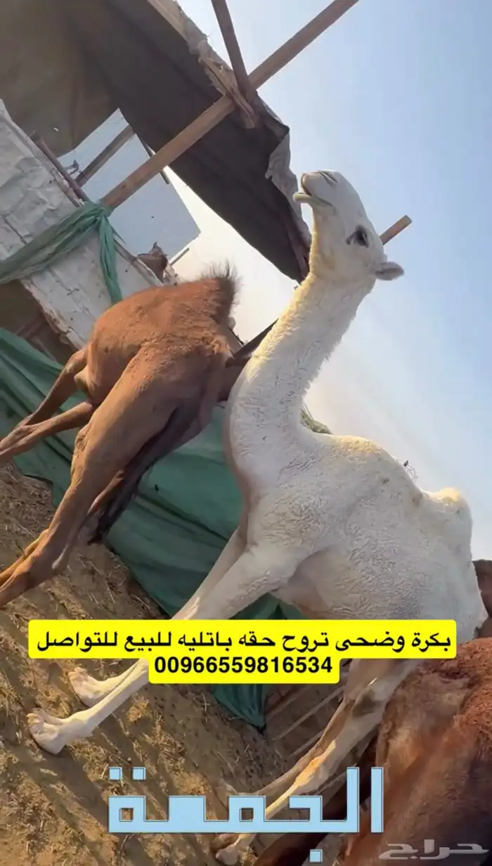 ( تم البيع ) بكرة وضحى تروح حقه باتليه للبيع 0