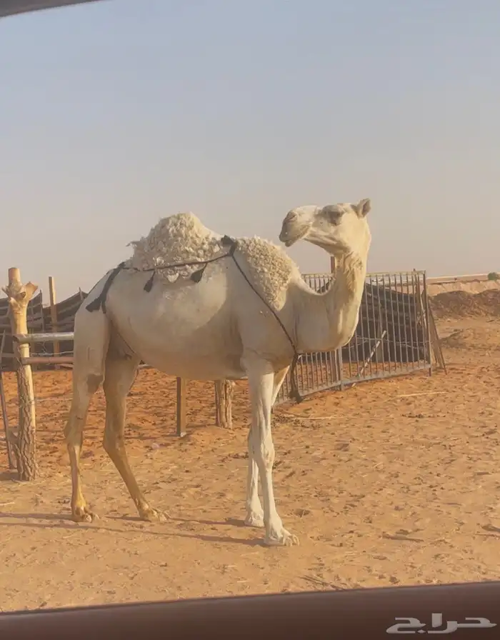 ضروبه ياهل الضرايب الوضح 3