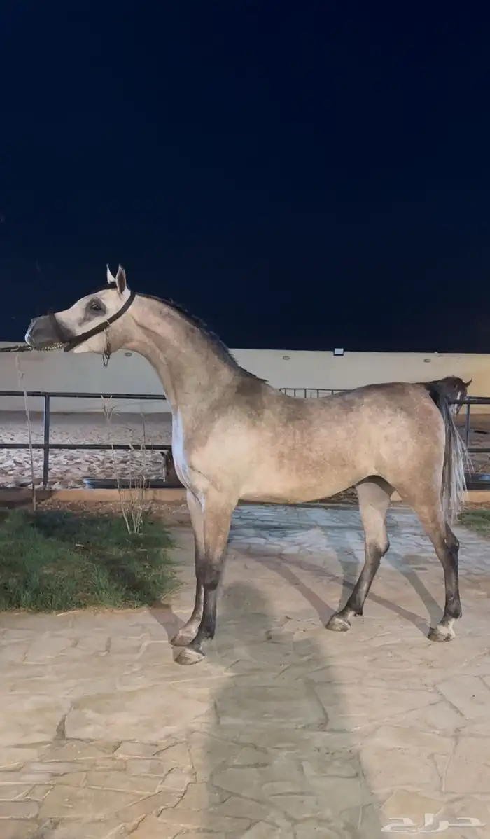 ايواء خيل في ديراب 3