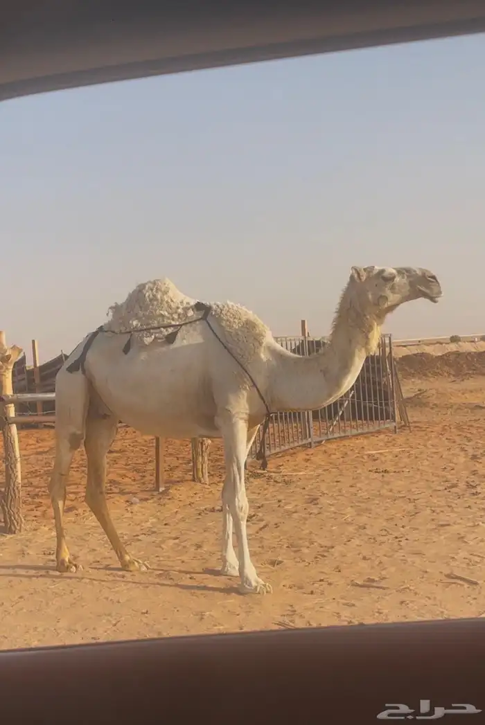ضروبه ياهل الضرايب الوضح 0