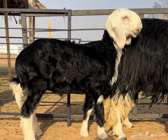 نجديه خصم تحتها طلي مشروع فحل 4