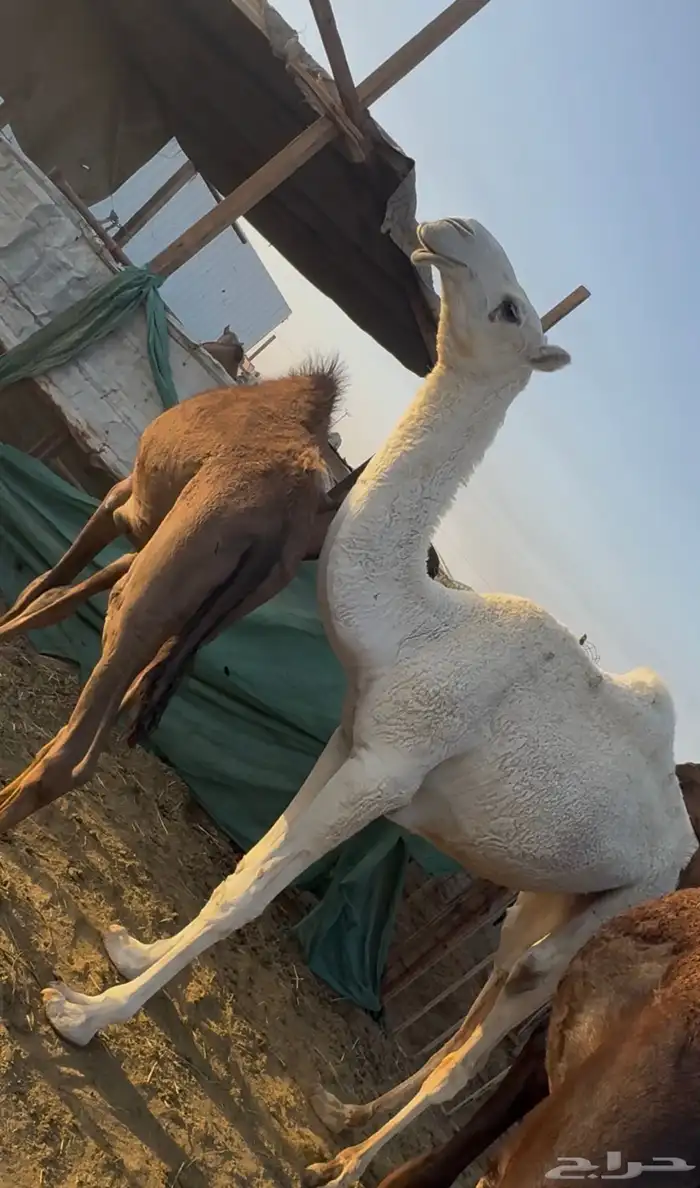( تم البيع ) بكرة وضحى تروح حقه باتليه للبيع 1