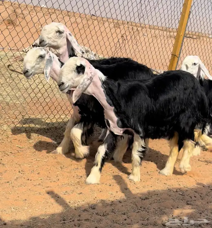 رخال نجد خصم منوة القناي 3