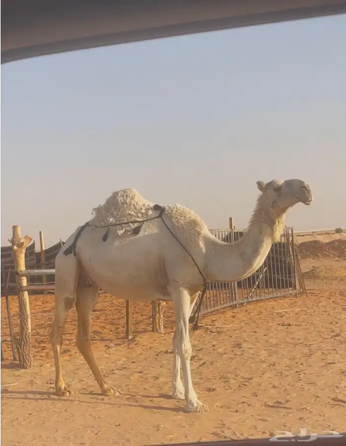 ضروبه ياهل الضرايب الوضح 1