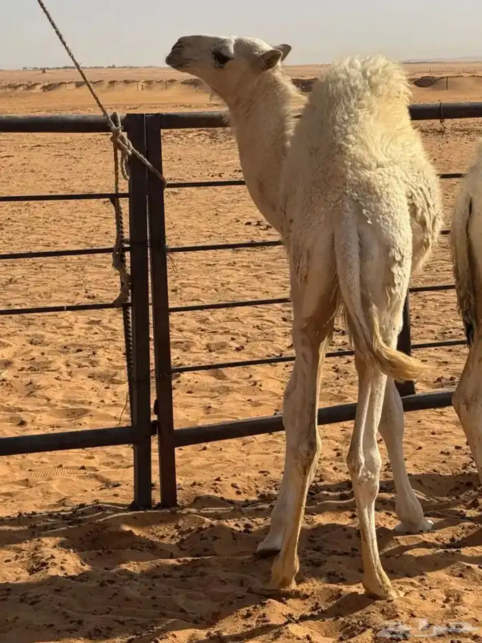 حاشي لللبيع قصب 0