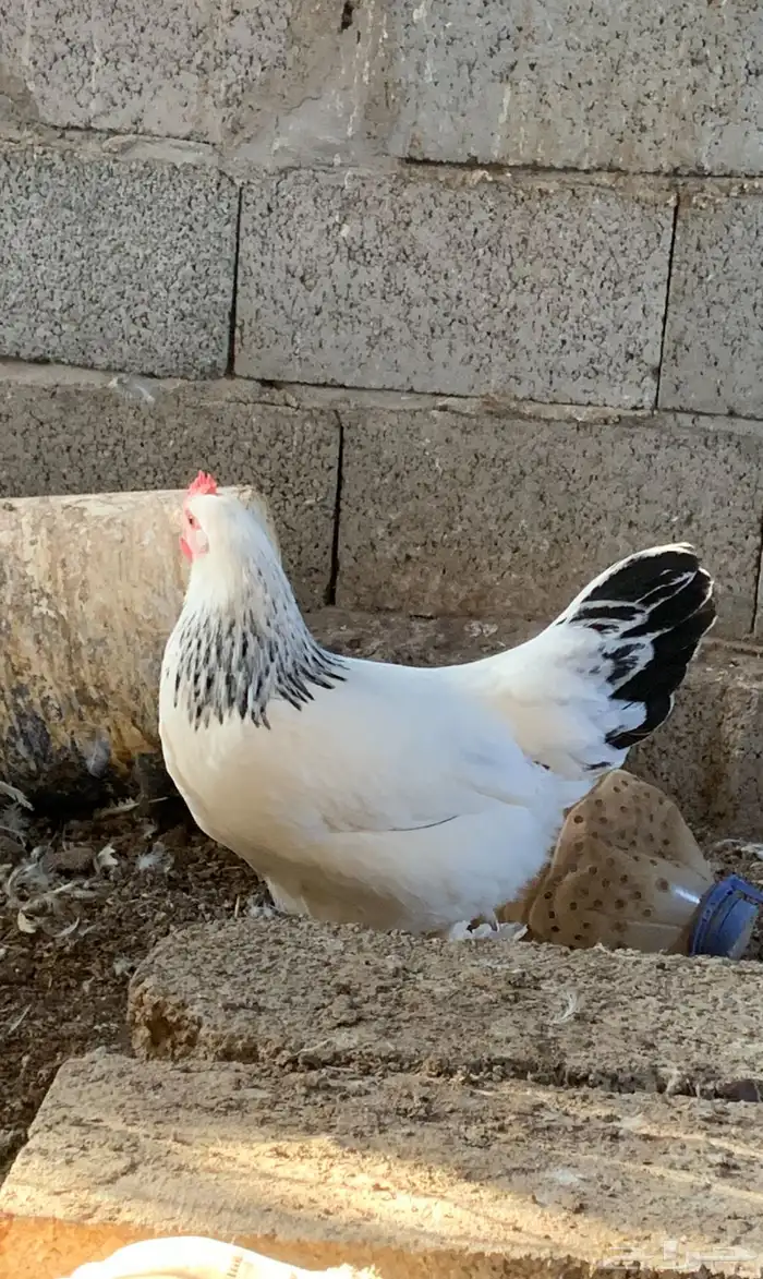 دجاج فرنسي كولمبي 0