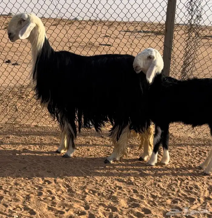 نجديه خصم تحتها طلي مشروع فحل 3