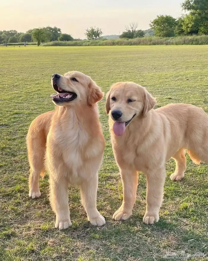 Female Labrador 7