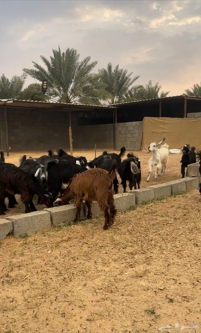 تيوس وعنقان 2