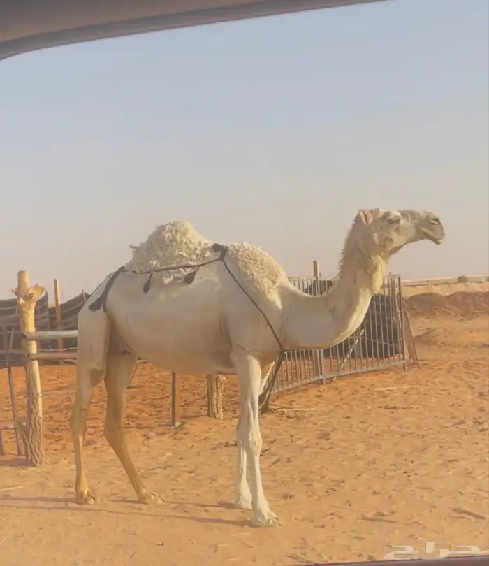 ضروبه ياهل الضرايب الوضح 5