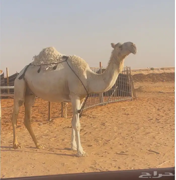 ضروبه ياهل الضرايب الوضح 4