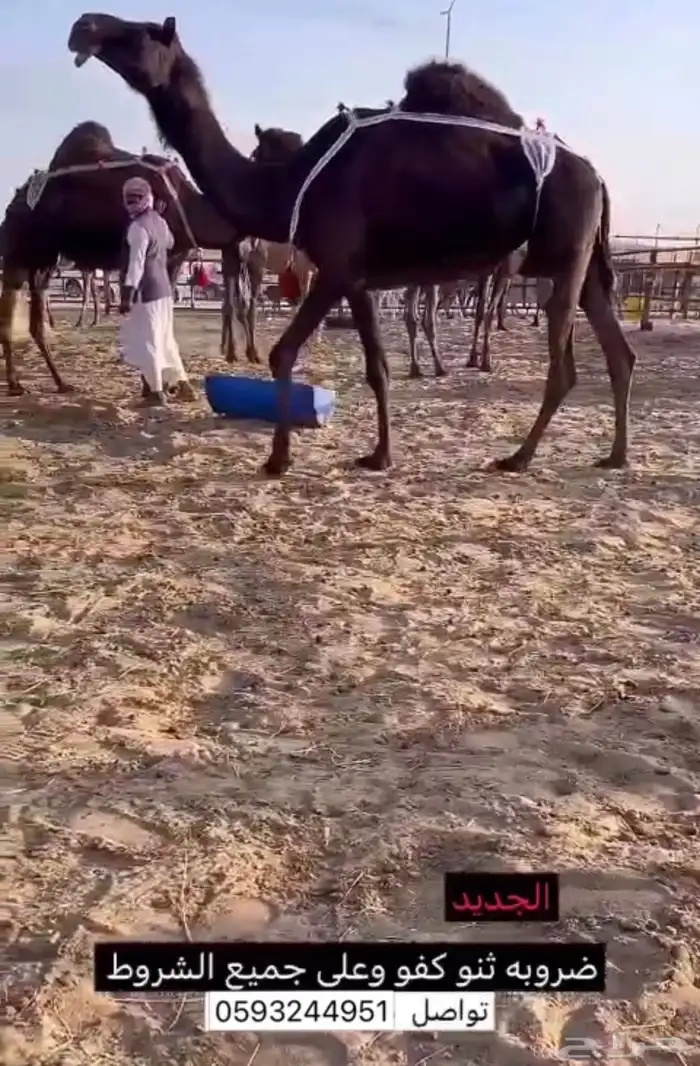 ناقه كفو ضروبه ثنو وعلى جميع الشروط 0