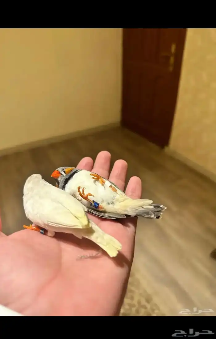 الي عنده طيور تبني انا استقبلها وعندي خبرها مريضة او سليمة 7