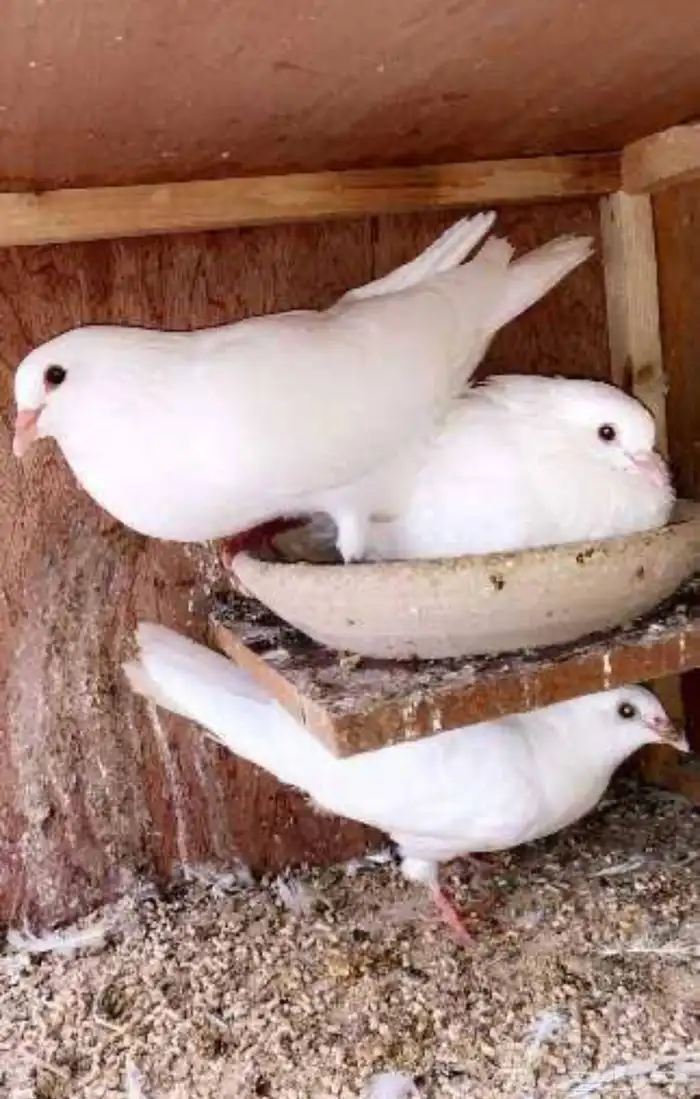مطلوب حمام فرنسي 0