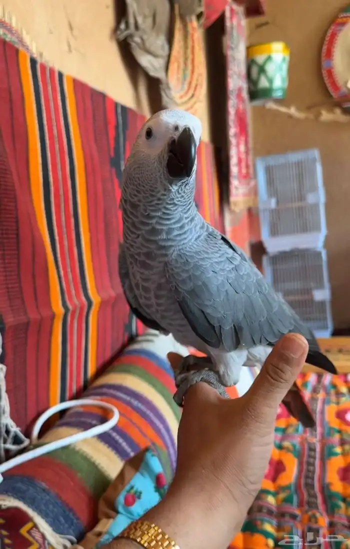 طير كاسكو 0