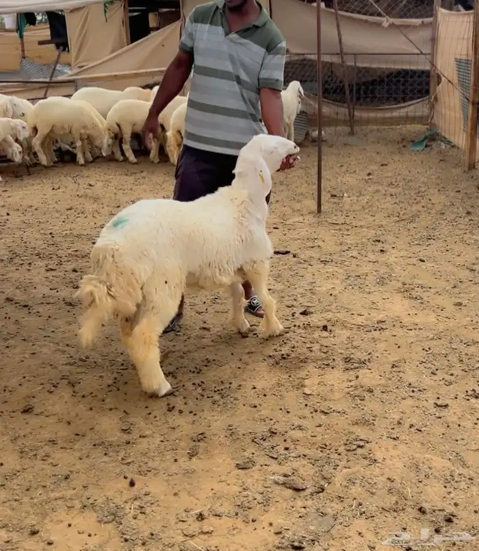 رخال جذعة 1
