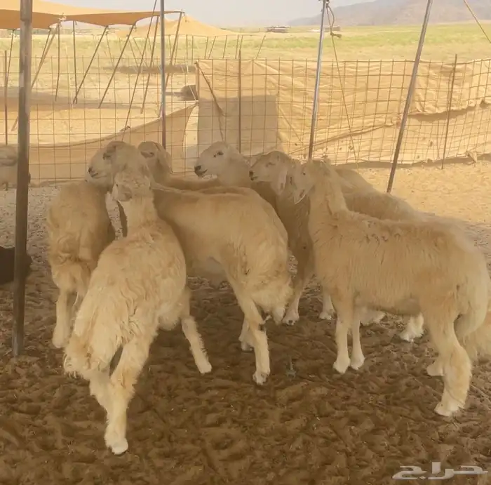 طليان مناسبات 0