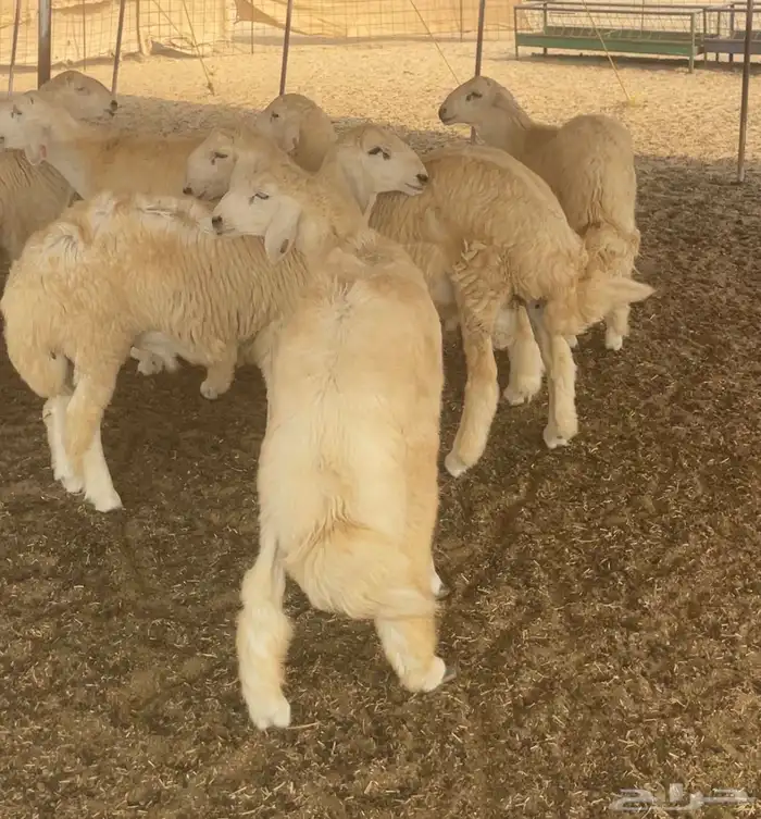 طليان مناسبات 1