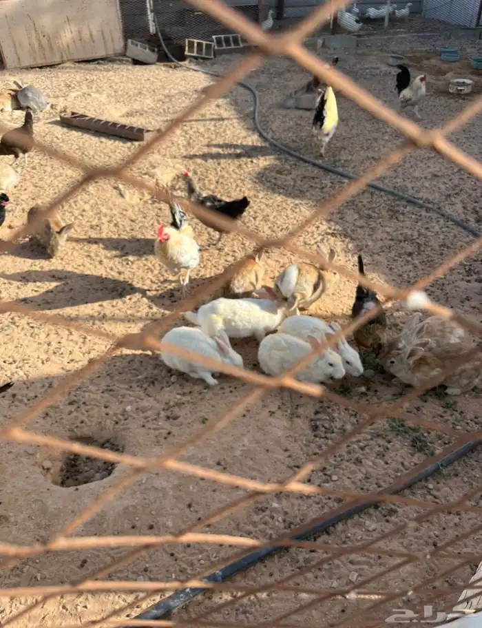 القريات طبرجل للبيع ارانب وبذار بصل 3