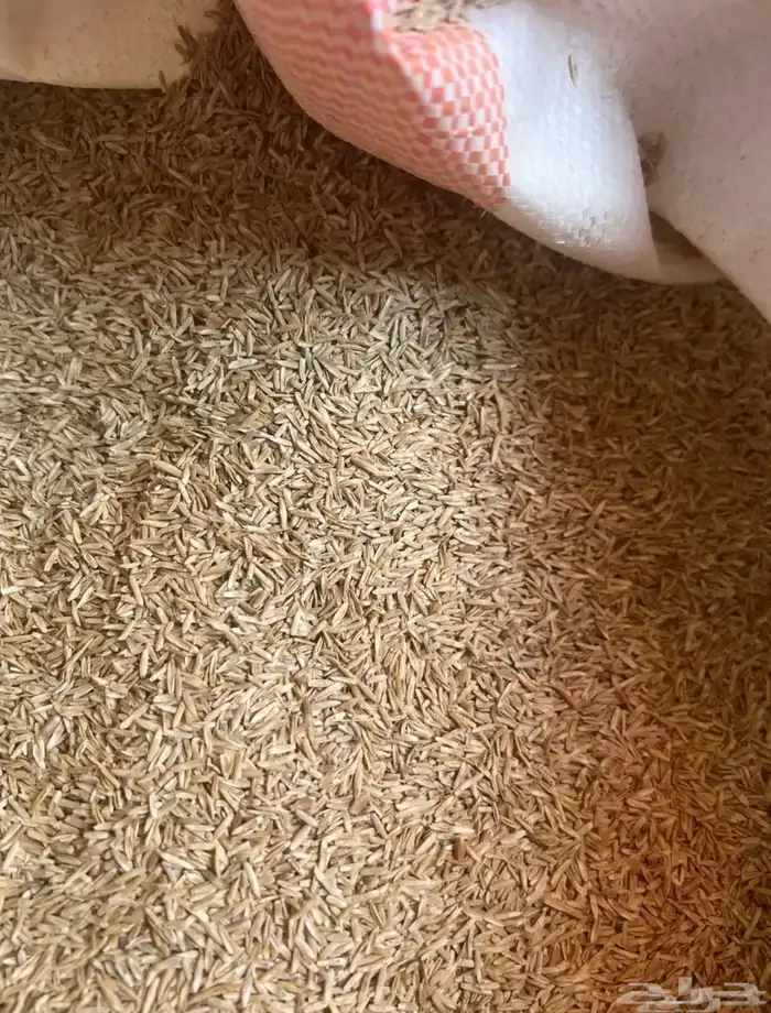 بذر هيبان البيه في حائل ابوغيل 0