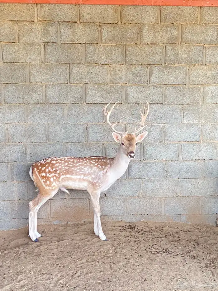 ماعز للبيع الموقع بيشة 0