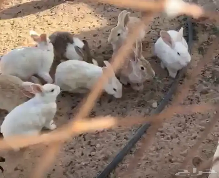 القريات طبرجل للبيع ارانب وبذار بصل 2