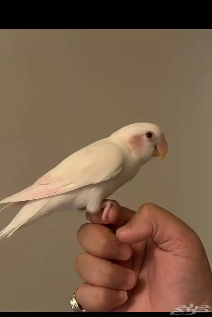 الي عنده طيور تبني انا استقبلها وعندي خبرها مريضة او سليمة 4