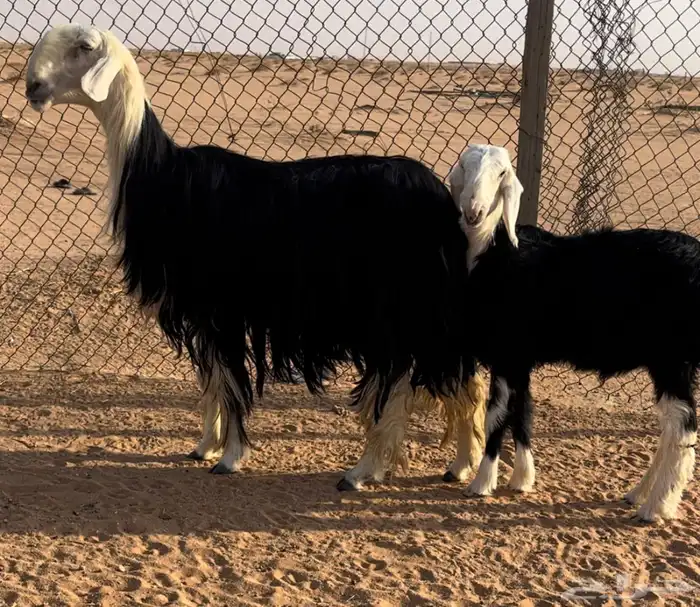 نجديه خصم تحتها طلي مشروع فحل 0