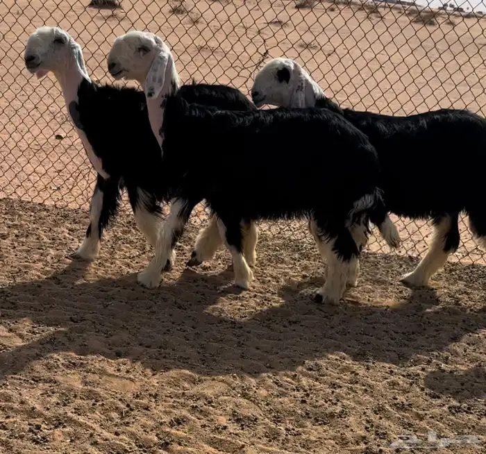 رخال نجد خصم منوة القناي 4