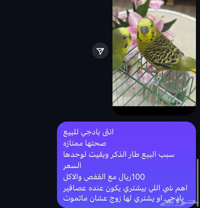 عصافير بادجي 1