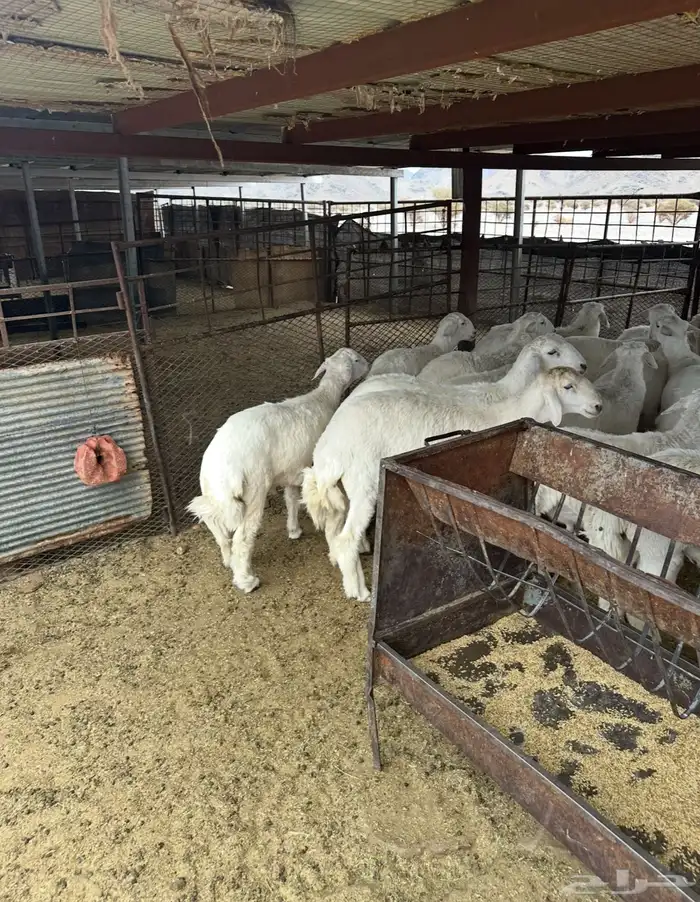 خرفان ذبايح طيبه 2