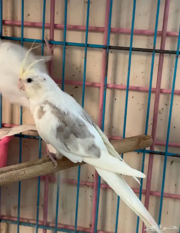 كروان ذكر كريمي فيس بصمه 9