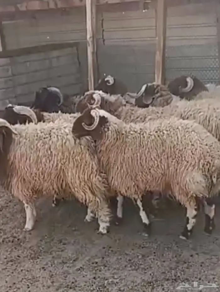 ذبايح نعمي 0