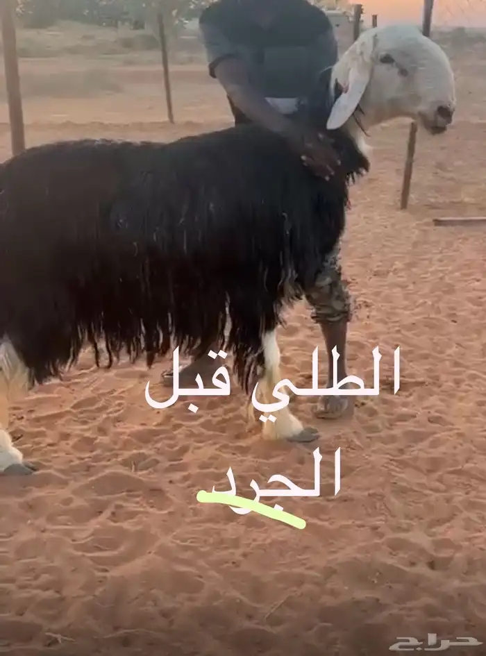 فحل نجدي 2