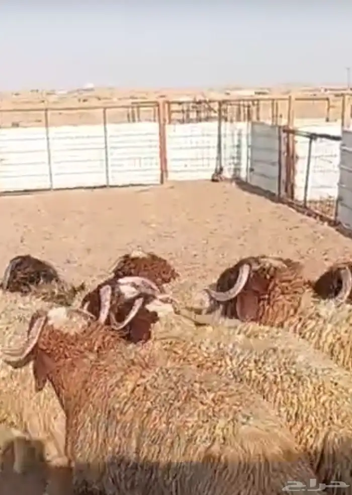 ذبايح نعمي 1
