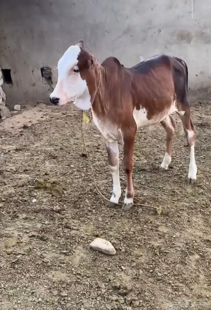 بقره فاخره 2