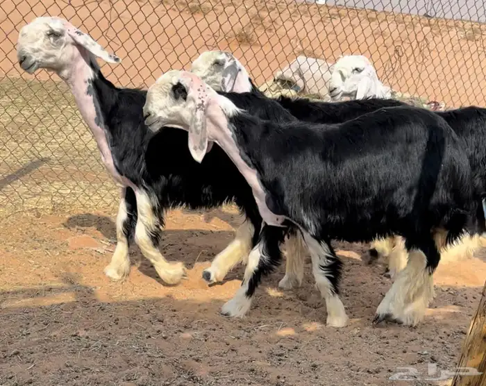 رخال نجد خصم منوة القناي 1