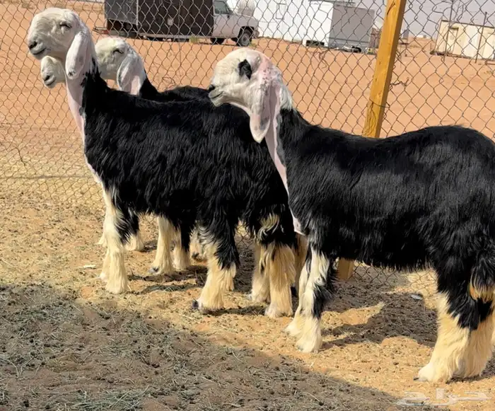 رخال نجد خصم منوة القناي 2