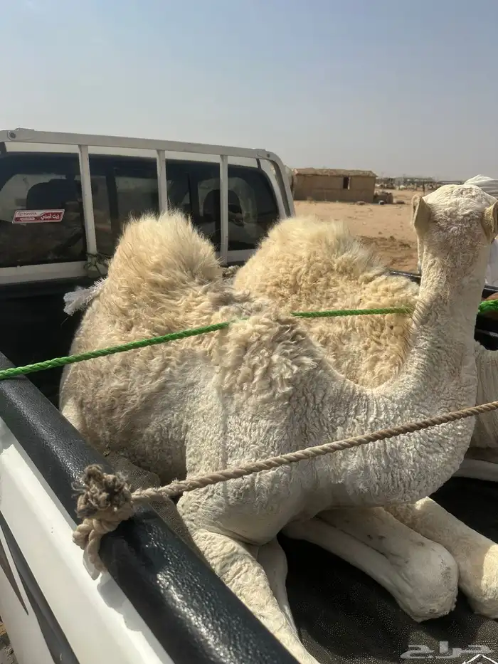 قعدان كفوو 0