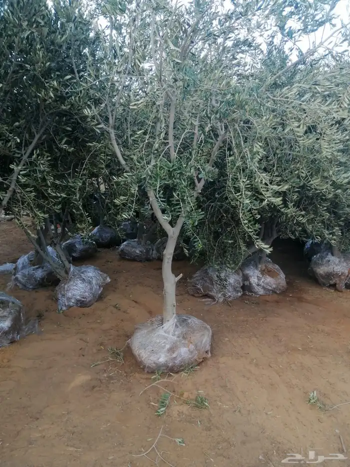 نخيل لبيع 2