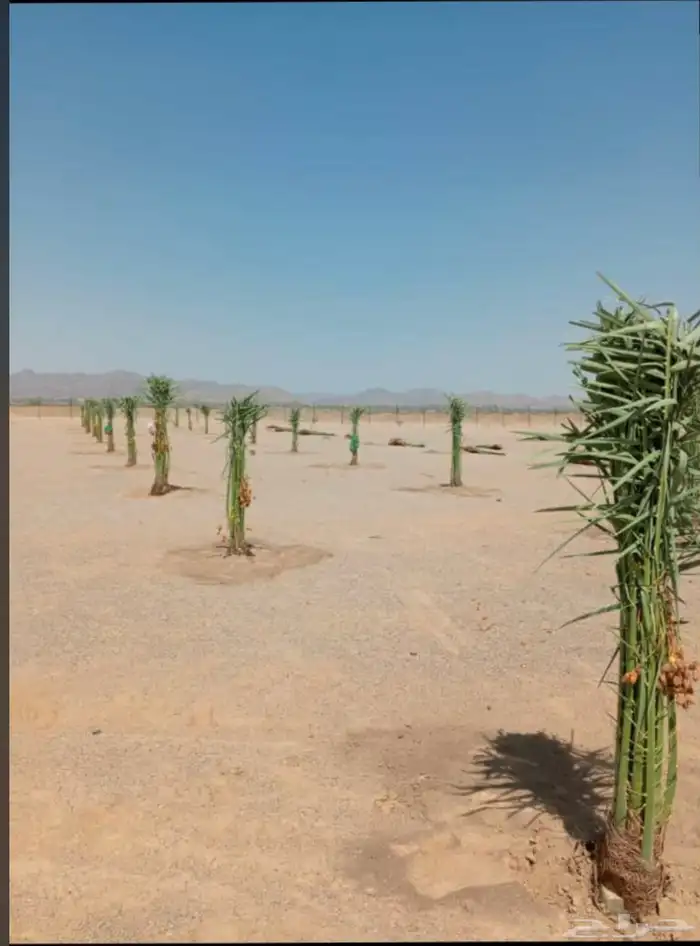 نخل البيع جميع انواع النخيل المثمر توصيل 4