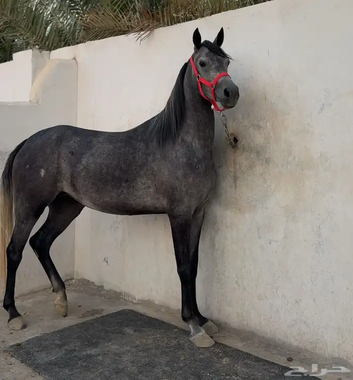فرس شعبيه فاخرة 0