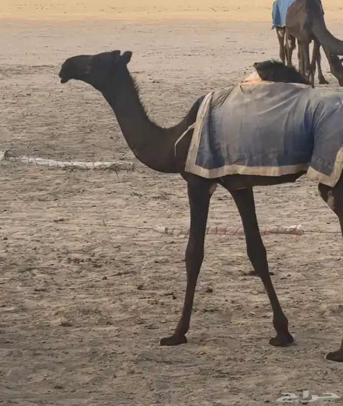 حواره قيضيه ابيها على فزاع بن شري 0