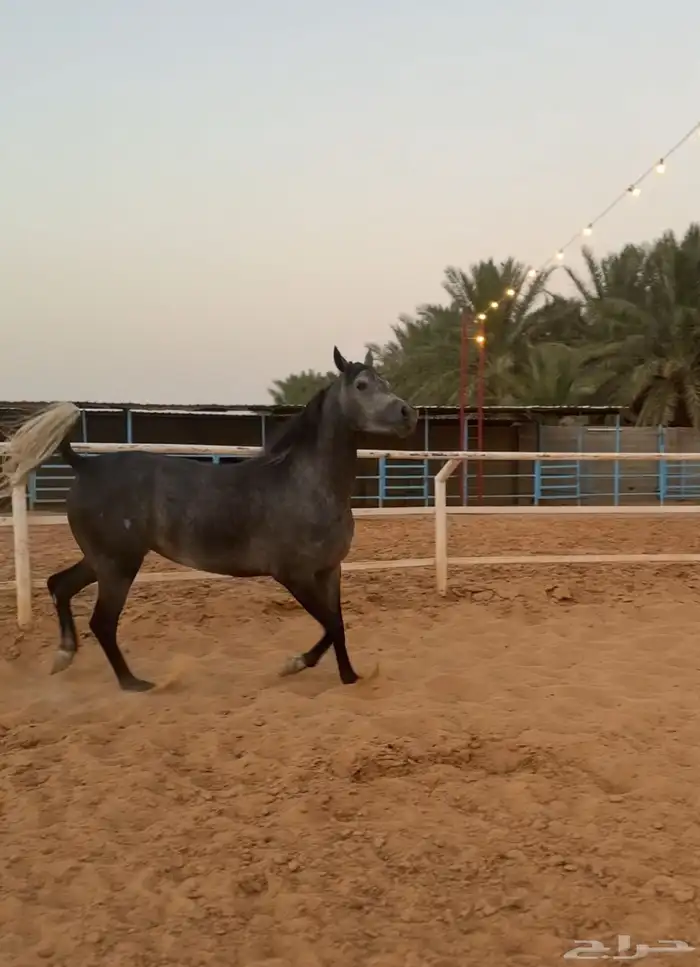 فرس شعبيه فاخرة 2