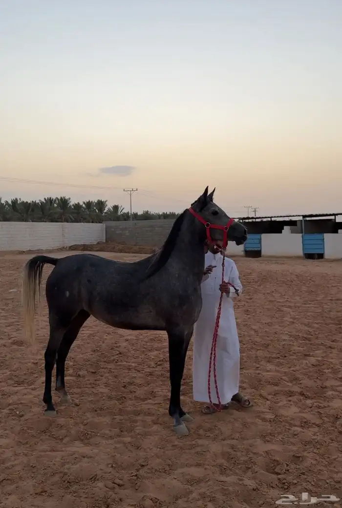 فرس شعبيه فاخرة 3