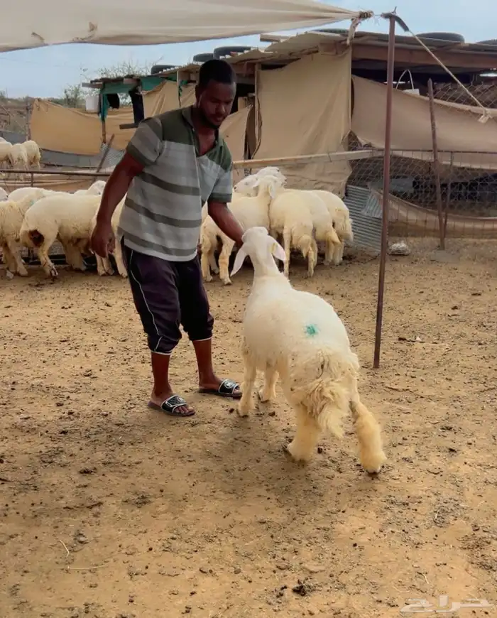 رخال جذعة 3