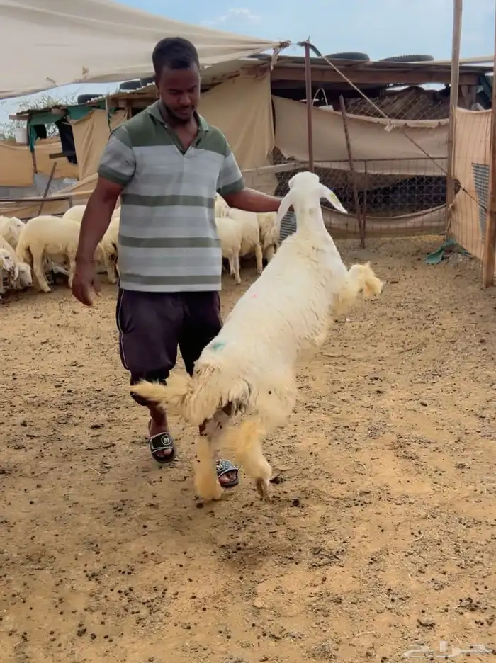 رخال جذعة 2