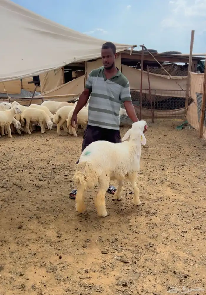 رخال جذعة 0