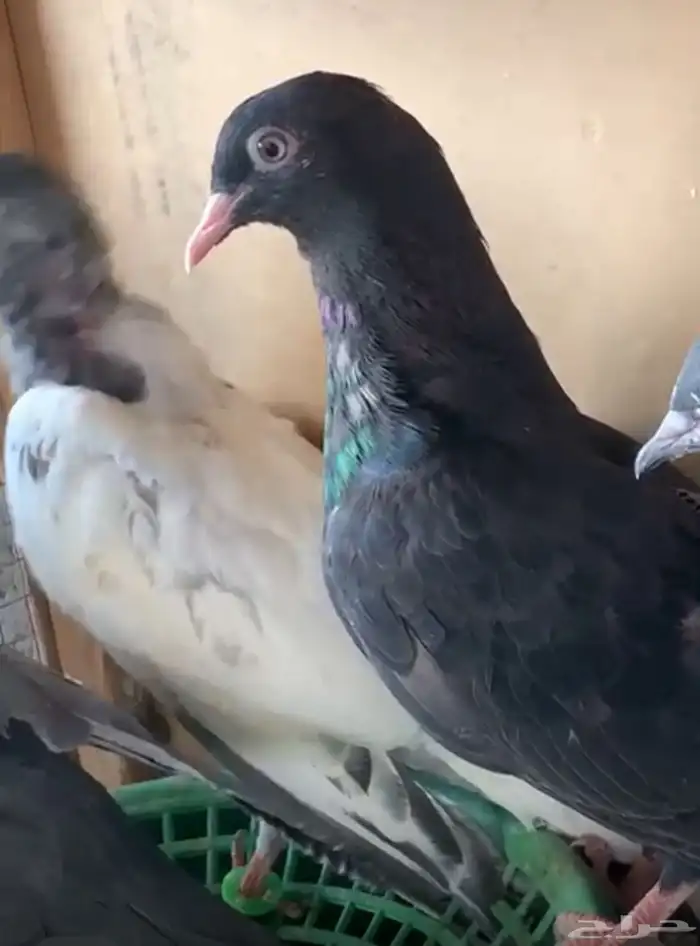 حمام رام اسود 0